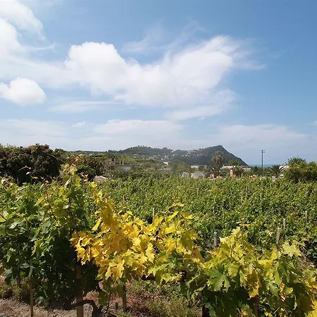Agriturismo Il Vitigno Forio (Isola d'Ischia)